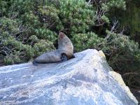 Albums/20060200-New Zealand 2006/20060211-Milford Sound/33